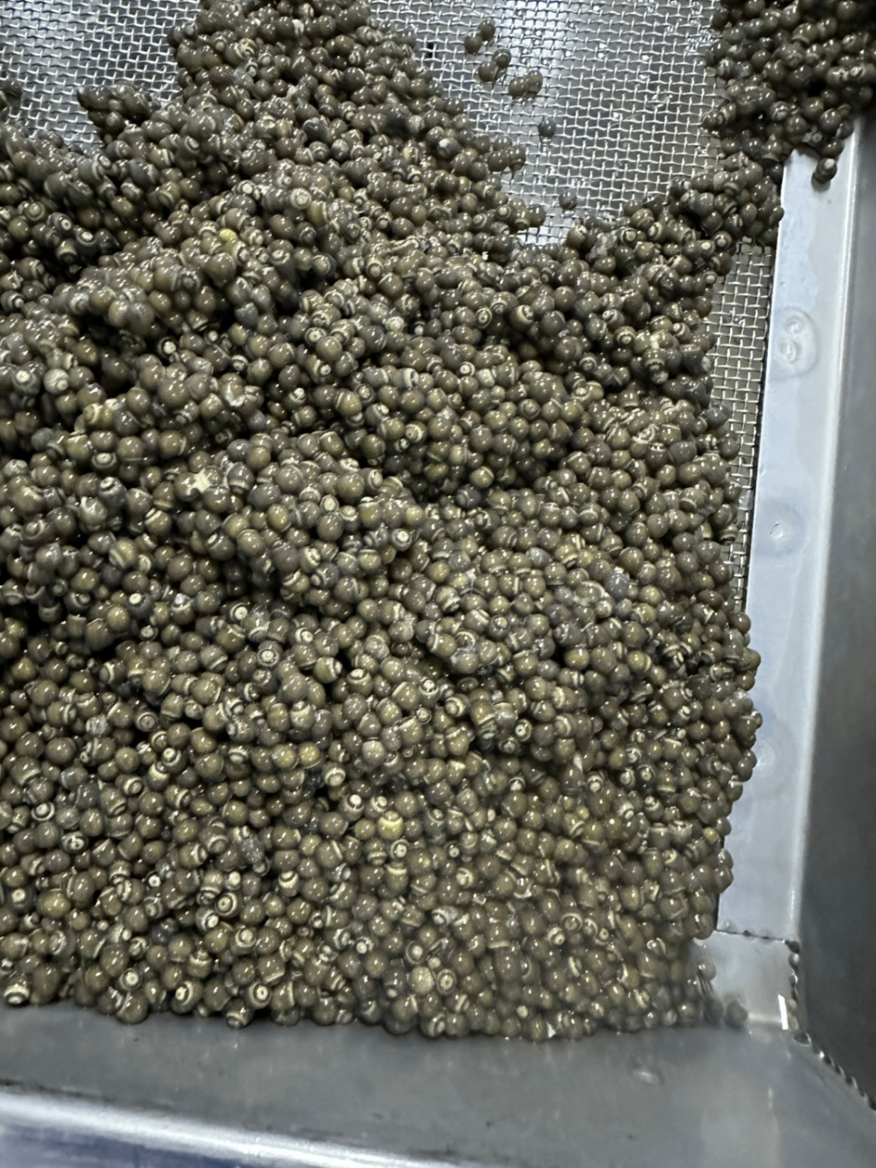 Handgradering av Royal Beluga caviar i certifierad anläggning